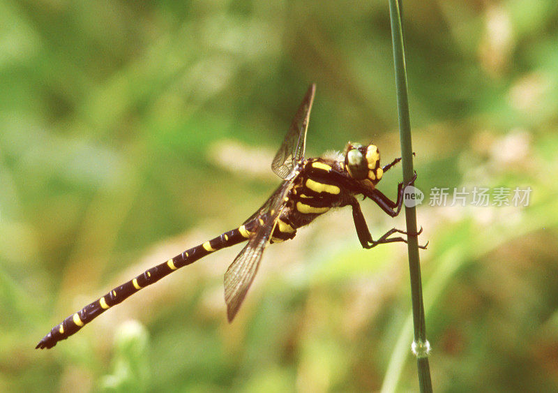 金斑蜻蜓(Cordulegaster boltonii)雄性